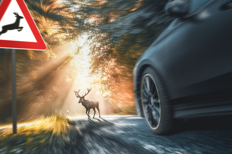 Slika /PU_VP/PRIOPĆENJA - ILUSTRACIJE/divljač.png